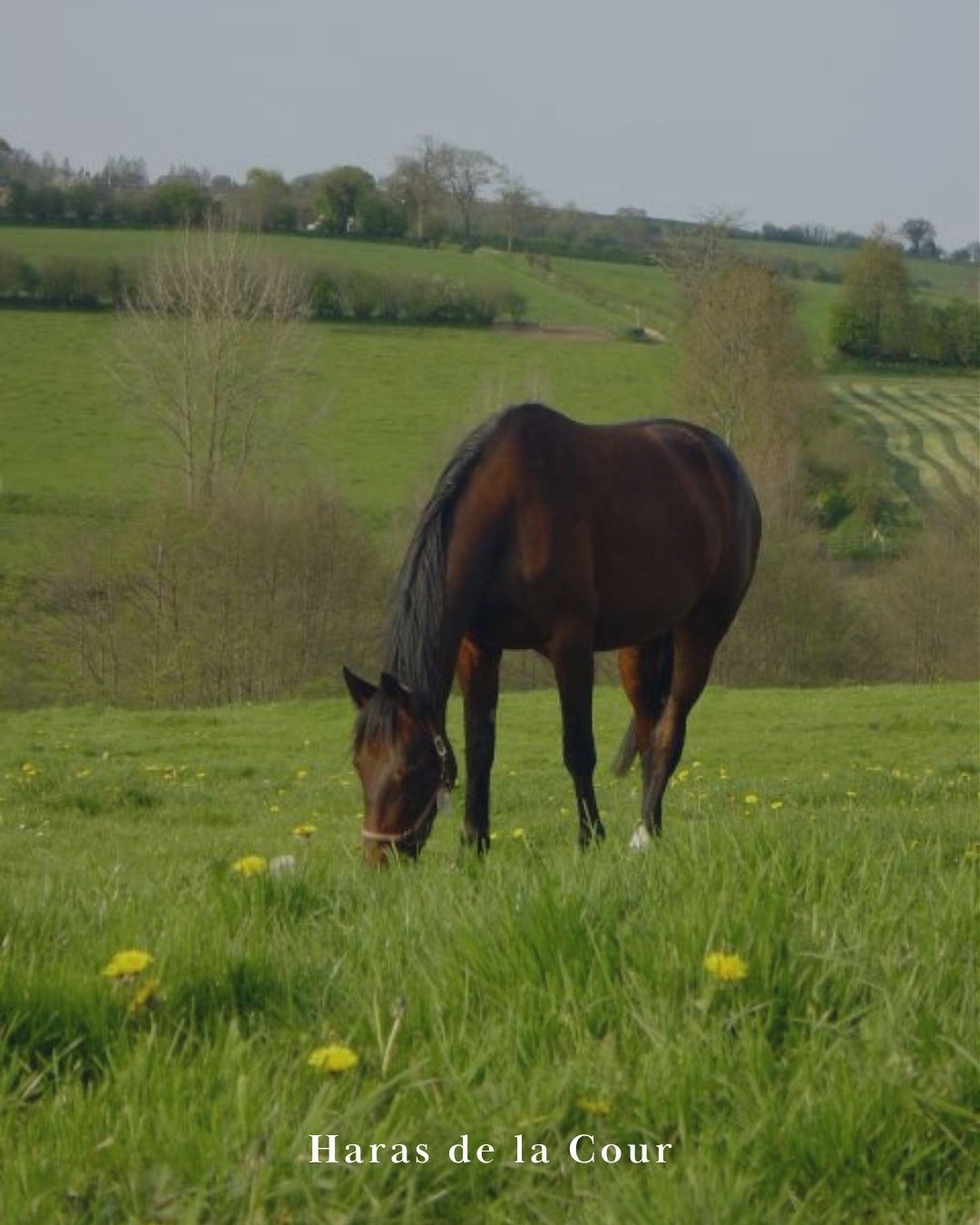 Cheval au pré
