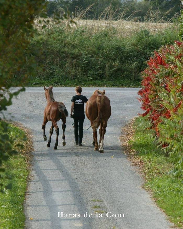 Poulinière et poulain menés en main