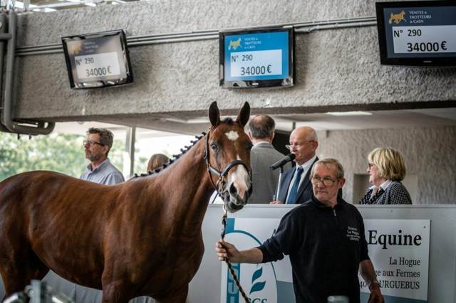 Cheval présenté aux Ventes de Caen, adjugé 34 000 €