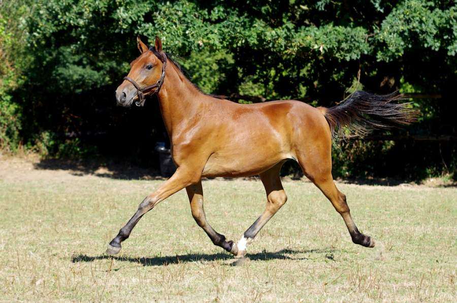 Pegasus Choice
