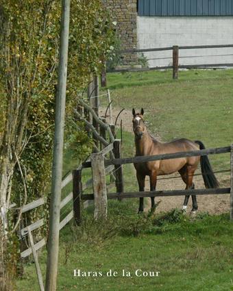 Cheval au paddock au Haras de la Cour
