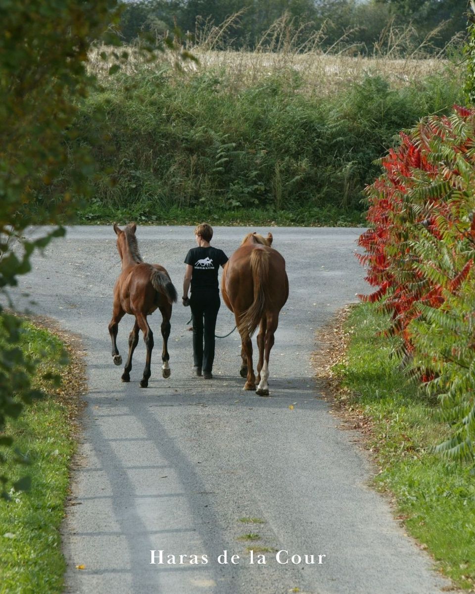 Poulinière et poulain menés en main au Haras de la Cour