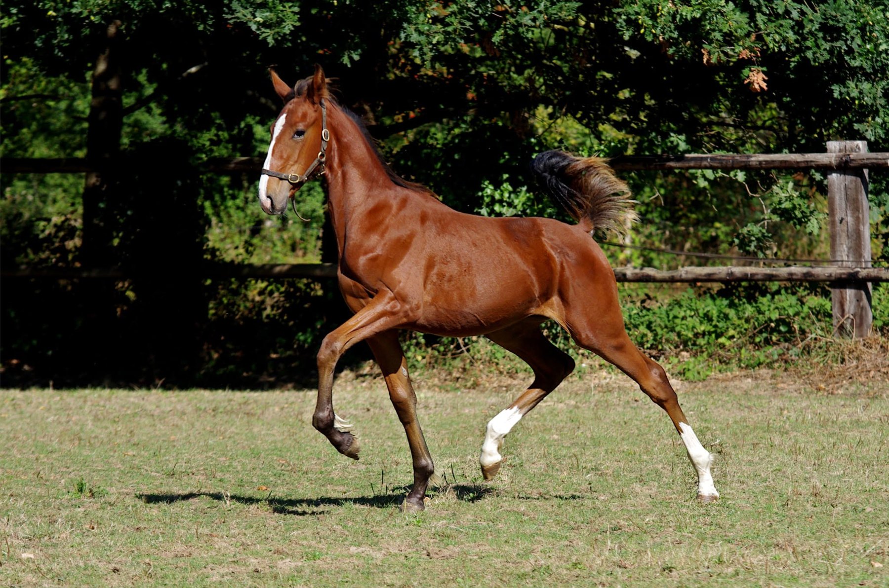 Quantum Mobility au trot