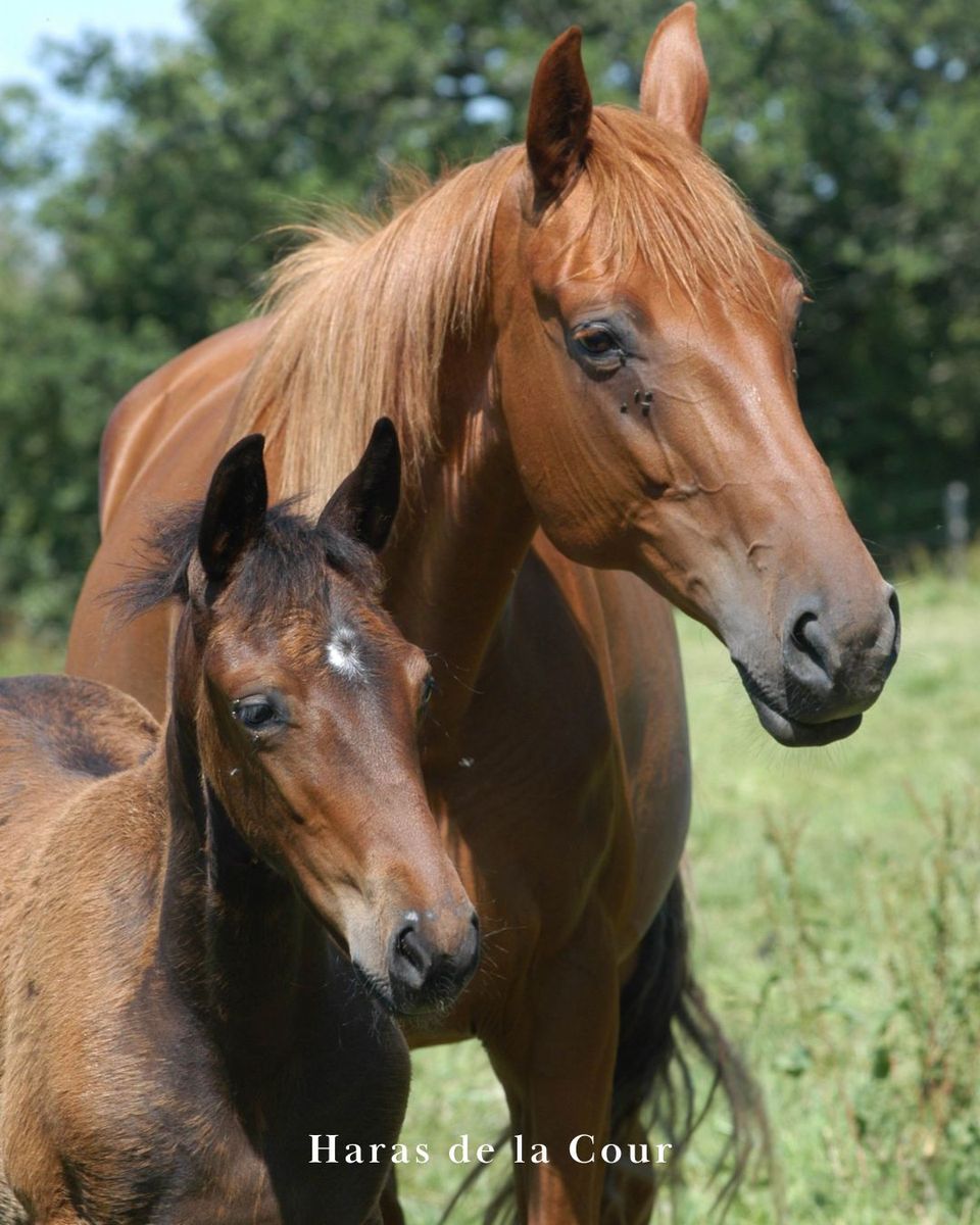 Jument et poulain au Haras de la Cour